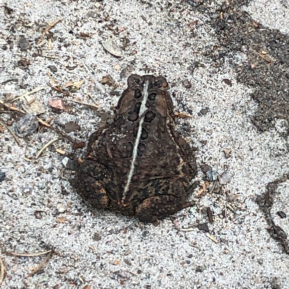 Meet your Posher, Terra - Picture 1 of 1